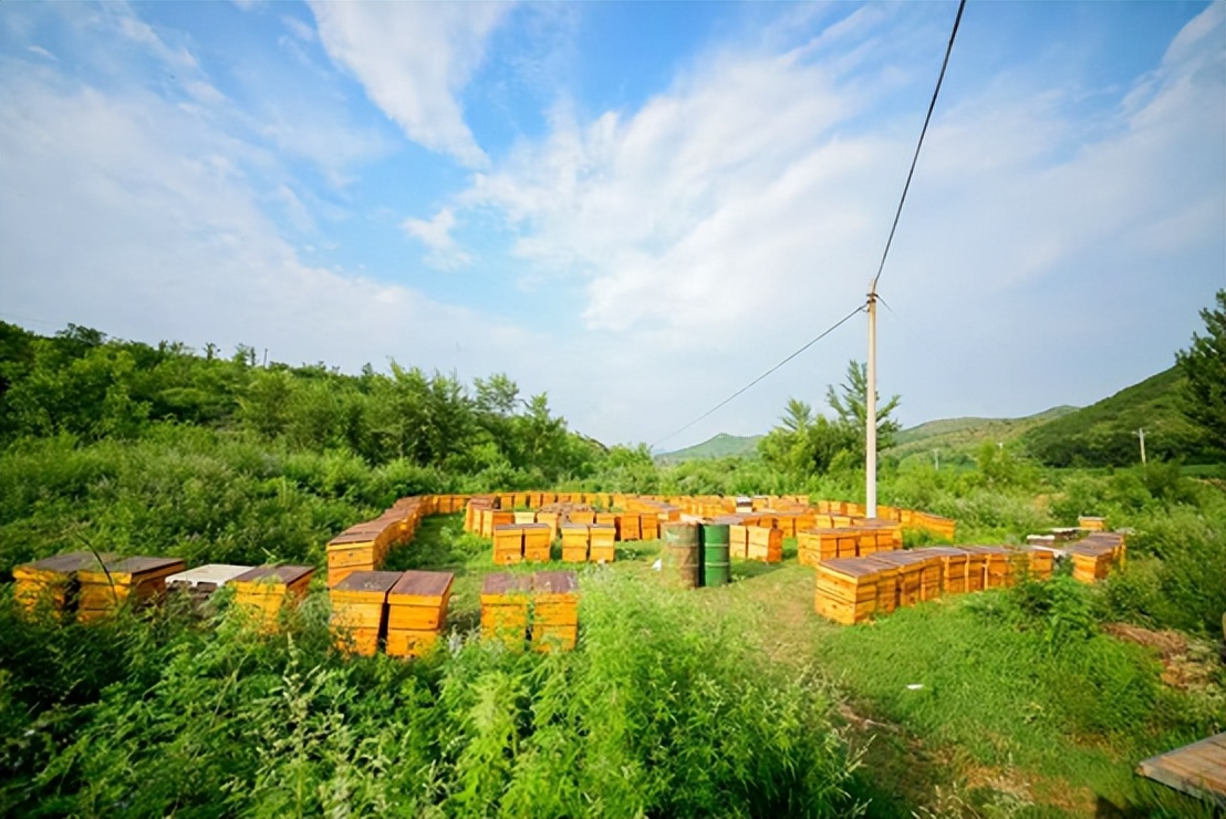 明园蜂业：24年，深耕中国人的“甜蜜事业”